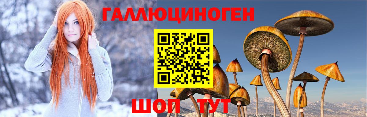 Галлюциногенные грибы Psilocybe  Вход с VPN  Керчь 